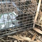 Usa Mouse Trap Rat Trap Rodent Trap Live Catch Cages - Easy To Set Up And Reuse