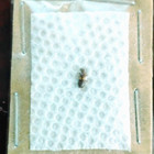 Cleridae  Tillinae  Cymatodera Decipiens From The Pacific Northwest  A1  Rare 