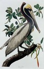 John James Audubon  pelican  Custom Framed Art Print Bird Ornithology Nature