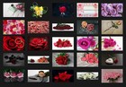 200 Roses Flowers Digital Photoshop Overlays Backdrops Backgrounds Photography