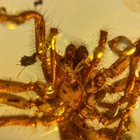 Big Spider In Burmese   Burmite Amber Fossil   100  Genuine Amber