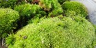  4  Gal  Live Mood   Sheet   Fern Moss     Terrariums  Vivariums  Fairy Gardens
