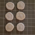 Sand Dollars Or Sea Cookies