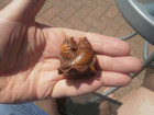Hand Carved Wood Netsuke Of 2 Fish On A Lotus Leaf Collectable Boxwood Figure