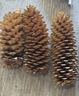 3 Sugar Pinecones Premium Quality Impressive Authentic   Natural Cleaned Dried