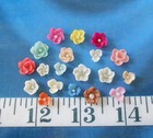   Baby Cup Shells   100 White    imperfect    Shellcraft   Sailor s Valentines  