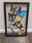 18 Real Butterflies Framed Collection Double Glass