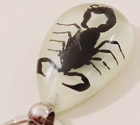 Real Black Scorpion Glow In The Dark Pendant Necklace Keychain Resin Taxidermy B