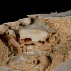 2 7  Potaman Sp Fossil Freshwater Crab In Travertine Denizli Basin Southwest