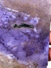 Lavender Jade Rough Slab Cabbing Lapidary Carving Combo Ship Aval Turkey