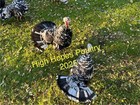 Mottled Black Heritage Turkey Hatching Eggs  14 