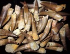 Plesiosaur Tooth Dinosaur Teeth Fossil Marine Reptile Extinct Relic Plesiosaurus
