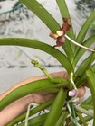 First Time Blooming Double Spike Jay Kwan See Fragrant Vanda Orchid