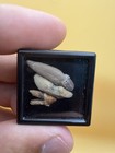 Fossil Marine Mammal Cetacean Tooth Collection Of 3 - Case Included
