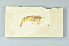 Bechleja Rostrata  Shrimp Fossil  Green River Formation  Wyoming