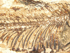 Super Fine Bones  50 Million Year Old Knightia Fish Fossil W stand Wyoming 833gr