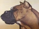1940 s Vintage Large Print Boxer Dog By Gladys Emerson Cook  12  X 16 