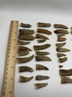 Lot Of 49 Real Western Diamondback Rattlesnake Rattles West Texas Natural