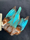 Asian Kingfisher