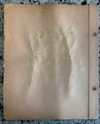 1953 Herbarium Pressed Botanical Specimens  511 Chestnut Hill Ave  Brookline Ma