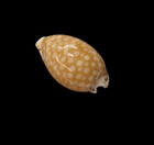 Shell Cypraea Gaskoini Hawaii 19 6 Mm