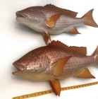 Snapper Mutton 32 Inch Full Mount Fiberglass Fish Replica