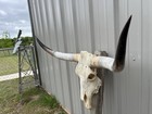 Longhorn Steer Skull 3 Feet 10 Inch Wide Polished Horns Bull Horn Cow Head