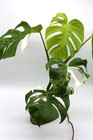 Monstera Albo Borsigiana Variegated Top Cutting Rooted
