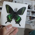 20 Pcs Spring Green Swallowtail Butterflies 5-7cm A1-a- Grade Diy Decor Gift