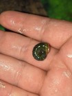 X10 Freshwater Ramshorn Snails Aquatic Aquarium Algae Eaters Buy 2 Get 1 Free