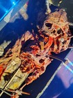 Two-headed Demon Baby Made Of Plastics  Rusted Steel Within Wooden Case   