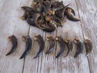 10 Porcupine Claws Taxidermy Jewelry Craft Animal Bones