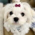 Puppy Bows   Tiny 3 4  Rhinestone Bowknot Dog Bow Pet Hair Clip Topknot Barrette