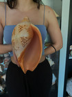 Seashell Voluta Huge 258mm 584gr    Rare  Gem Quality In These Size     