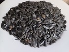 Peredovik Black Oil Sunflower Seed     Food Plot   Poultry  deer   Turkey 