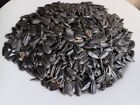 Sunflower Seeds For Planting Food Plot Deer Turkey Poultry Black Oil Peredovik