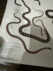 Vintage Snakes Alive Smokey The Bear Forest Poster 20 X 30    Reptiles
