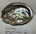 Haliotis Discus   Japan   Great Shape  81 Mm 