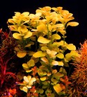2 Stems Ludwigia Mato Grosso - Submersed Grown Aquarium Plant