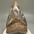 Stunning Coloration 3 32  Fossil Megalodon Shark Tooth - Georgia