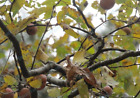 Three  3  Persimmon Trees  American Native Diospyros Virginiana Seedling