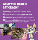 Organic Catnip  100  Natural Cat Nips Organic Blend That Energizes And Excites C
