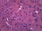 Brain Section - Prepared Microscope Slide - 75x25mm - Eisco Labs