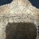 Vtg Large Genuine Knobby Starfish 12    Beige In Color