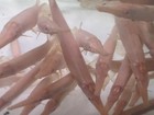 Live Tropical Fish-albino Florida  Gar  lepisosteus Platyrhincus 5 Inch Juv