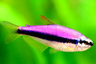 6 Blue Purple Emperor Tetra Tank Bred  High Quality Live Aquarium Tetra Fish 