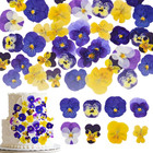 Dried Edible Viola Tricolor Flowers     48 Real Pressed Pansy Petals For Cake Deco