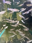 50 Live Gambusia Mosquito Fish Aquarium Feeder Fish Free Shipping