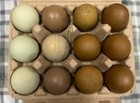 Olive Egger Hatching Eggs F1-f3 bc 12   Npip