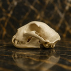 Life-size Cheetah Skull Replica - Anatomical Model